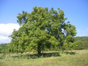 Ceci est un panneau solaire autoconstruit, biodégradable, bon marché, intégrant une unité de stockage de l'énergie sous des formes facilement utilisables (bois, noix), qui améliore le sol, l'air, l'eau et la biodiversité : un noyer.